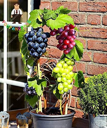Grape Vine Fruit Seeds, 50 Pcs, Easy to Grow Garden Seeds